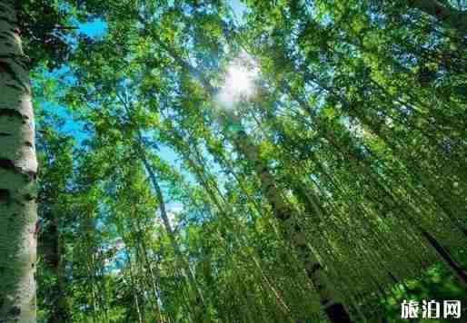 天津到北極村自駕游 景點+線路推薦