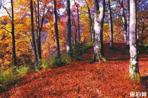 四川光霧山住宿那里比較好