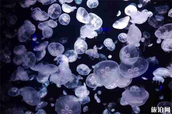 珠海長隆海底夜宿深海區(qū)跟海景區(qū) 珠海長隆海底夜宿怎么樣 珠海長隆海底夜宿深海區(qū)跟海景區(qū) 珠海長隆海底夜宿怎么樣