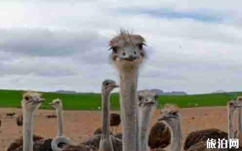 赫曼努斯观鲸指南 赫曼努斯观鲸指南