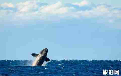 赫曼努斯观鲸指南 赫曼努斯观鲸指南