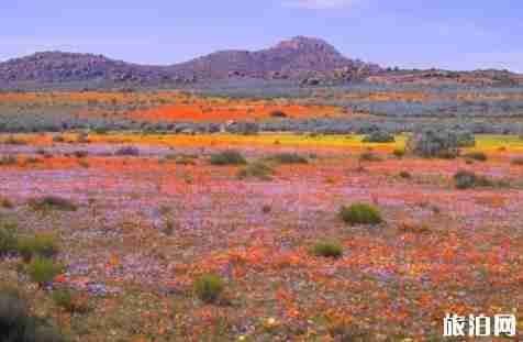 赫曼努斯观鲸指南 赫曼努斯观鲸指南