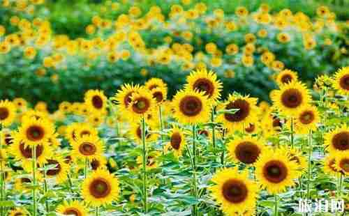 2018向日葵花開的地方都有哪些 2018向日葵花開的地方都有哪些