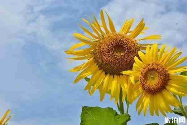 2018向日葵花開的地方都有哪些 2018向日葵花開的地方都有哪些