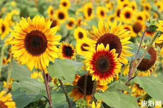 2018向日葵花開的地方都有哪些 2018向日葵花開的地方都有哪些