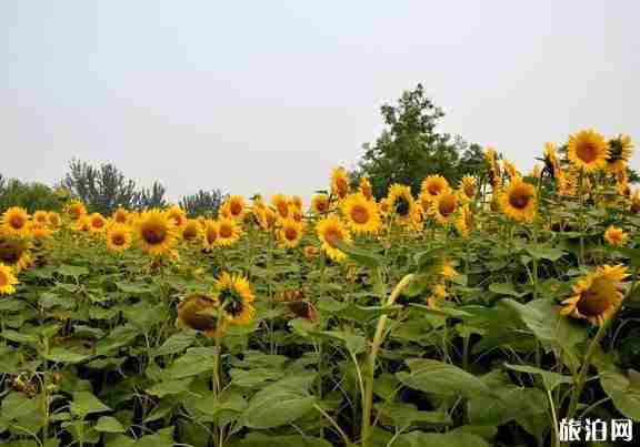 2018向日葵花開的地方都有哪些 2018向日葵花開的地方都有哪些