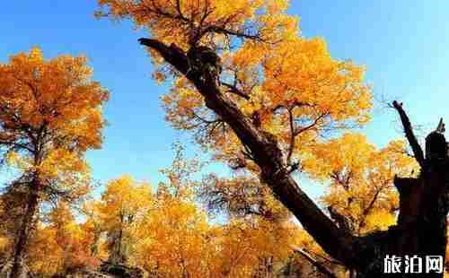 新疆十一自駕游攻略