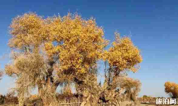 從哈密進新疆自駕游15天旅游路線推薦 從哈密進新疆自駕游15天旅游路線推薦