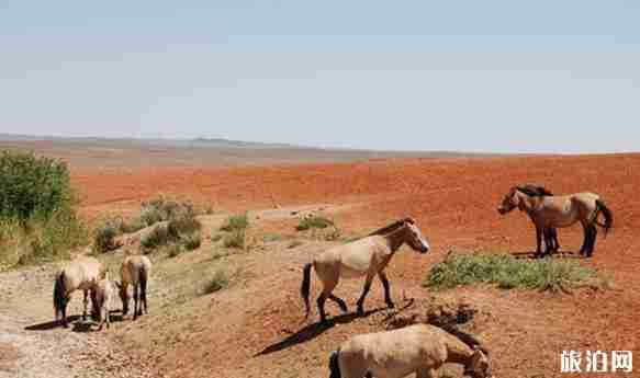 河西走廊旅游路線 河西走廊北疆大環線推薦 河西走廊旅游路線 河西走廊北疆大環線推薦