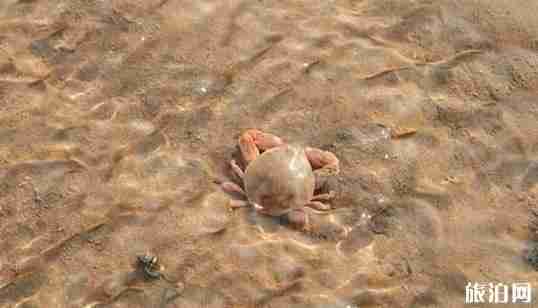 河北螃蟹哪里最好 河北螃蟹哪里最好