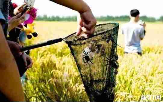 河北螃蟹哪里最好 河北螃蟹哪里最好