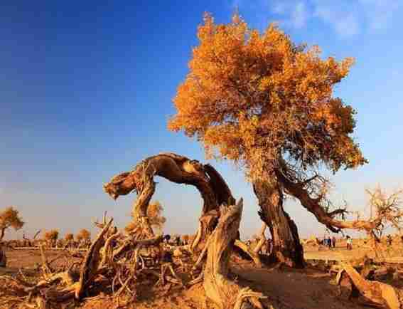 新疆7日游旅游路線推薦