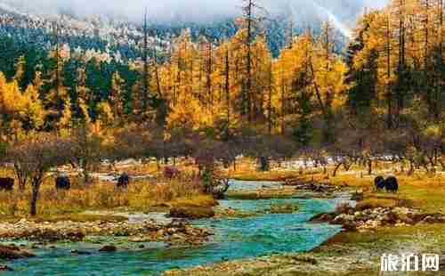 四川紅葉景點有哪些 四川看紅葉最好的地方