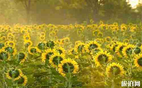 2018上海向日葵在哪能夠看見 向日葵花期是多少 2018上海向日葵在哪能夠看見 向日葵花期是多少