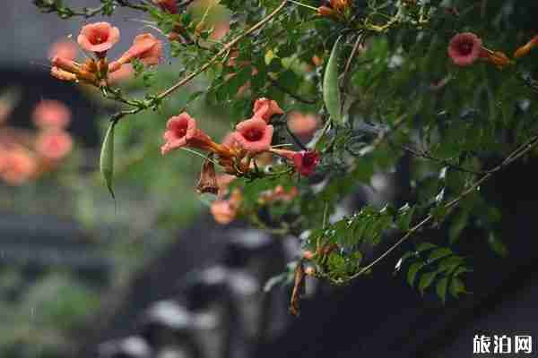 梅雨季節是什么時間2020 入梅和出梅日期 梅雨季節是什么時間2020 入梅和出梅日期