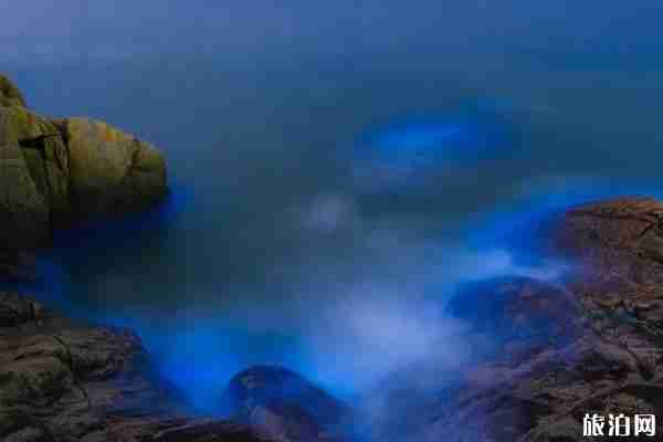 福建藍眼淚在哪里看