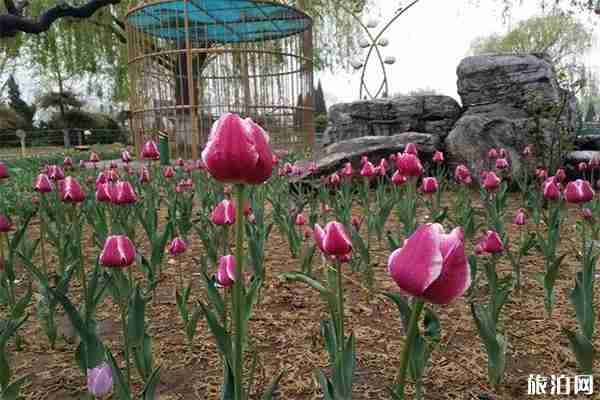 世界花卉大觀園郁金香什么時候開