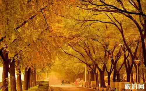 哪里的銀杏最好看 2018銀杏節(jié)時(shí)間+地點(diǎn) 哪里的銀杏最好看 2018銀杏節(jié)時(shí)間+地點(diǎn)