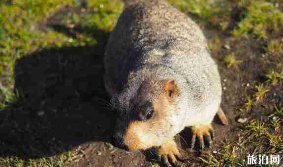 国庆川西环线自驾游攻略