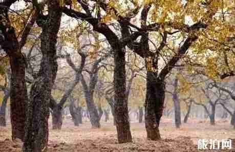 河南美丽的小山村推荐