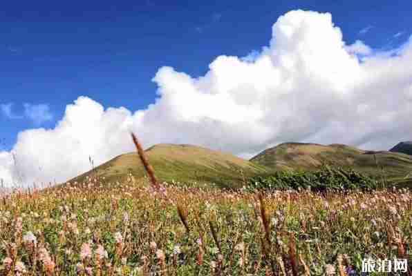 成都到新都桥旅游线路8天路线推荐 成都到新都桥旅游线路8天路线推荐