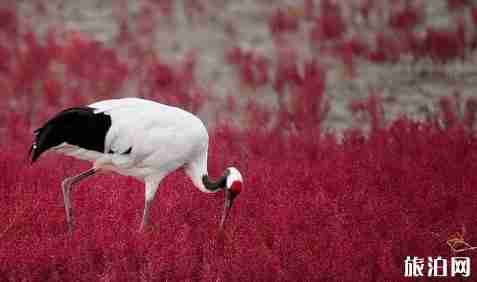 辽宁盘锦红海滩门票 辽宁盘锦红海滩好玩吗