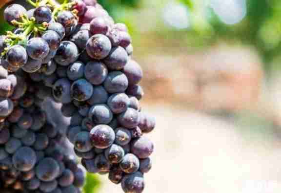 北京9月采摘什么水果 北京采摘园哪里好