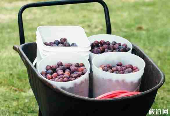 北京9月采摘什么水果 北京采摘园哪里好