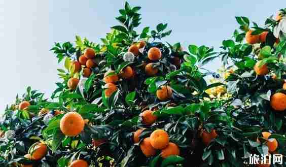 北京9月采摘什么水果 北京采摘园哪里好