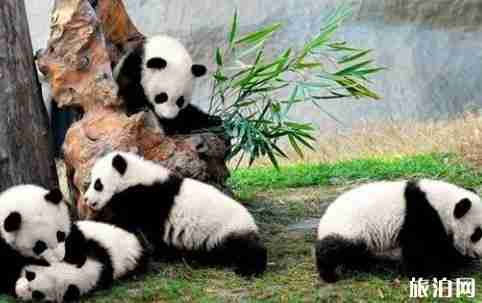 成都熊猫基地门票多少钱 门票优惠政策介绍