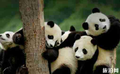 成都熊猫基地门票多少钱 门票优惠政策介绍