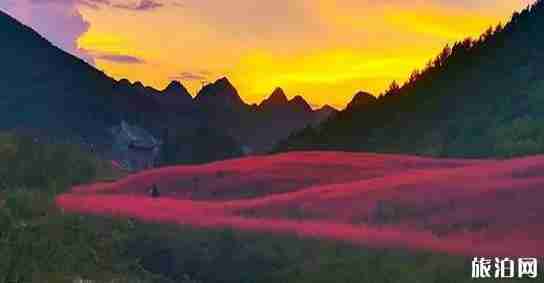黔南粉黛乱子草在哪里 长顺县神泉谷风景区介绍 黔南粉黛乱子草在哪里 长顺县神泉谷风景区介绍