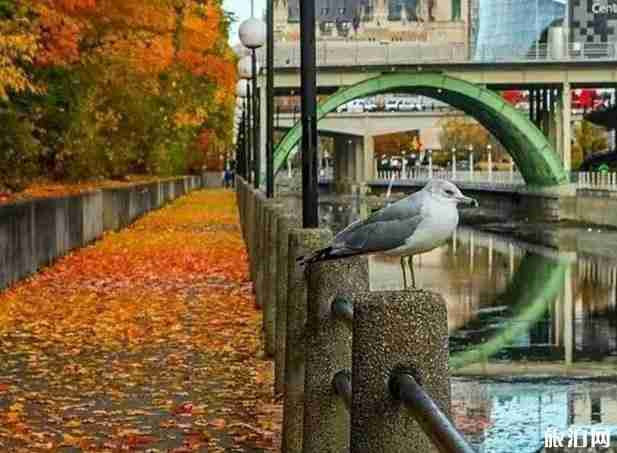 加拿大東部旅游線路四日賞楓路線推薦