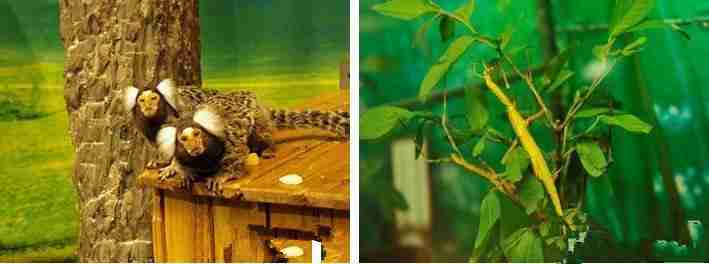 上海大自然野生昆虫馆门票+地址+地铁信息 上海大自然野生昆虫馆门票+地址+地铁信息