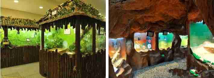 上海大自然野生昆虫馆门票+地址+地铁信息 上海大自然野生昆虫馆门票+地址+地铁信息