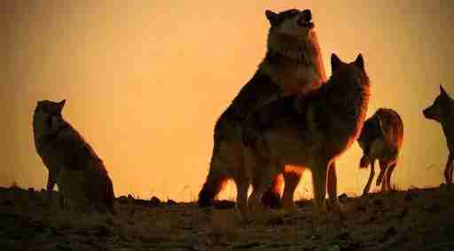 如懿传木兰围场在哪里 如懿传木兰围场拍摄地景点介绍 如懿传木兰围场在哪里 如懿传木兰围场拍摄地景点介绍