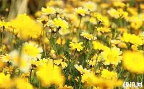 运城菊花文化节在哪里 运城菊花文化节时间+活动介绍