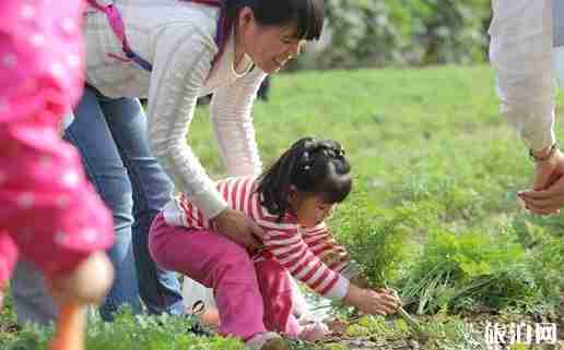 运城菊花文化节在哪里 运城菊花文化节时间+活动介绍