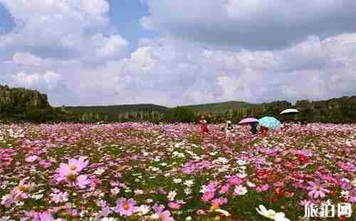 2018乃古石林花海迎国庆 格桑花开 2018乃古石林花海迎国庆 格桑花开