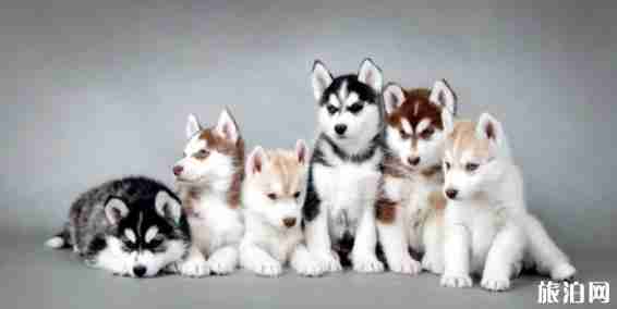 长途旅行狗狗晕车怎么办 长途旅行狗狗晕车怎么办