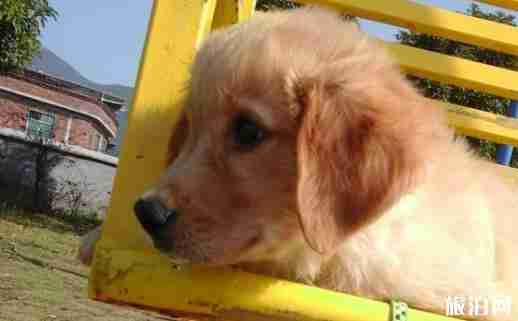 长途旅行狗狗晕车怎么办 长途旅行狗狗晕车怎么办