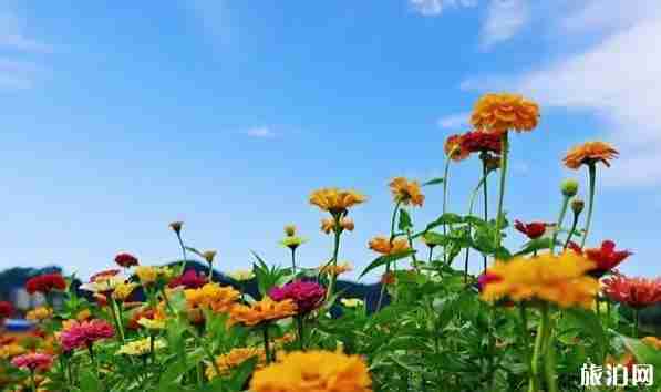 成都温江周边赏花地点推荐2018