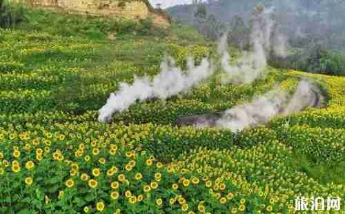 成都温江周边赏花地点推荐2018