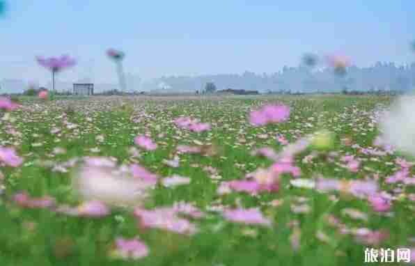 成都温江周边赏花地点推荐2018