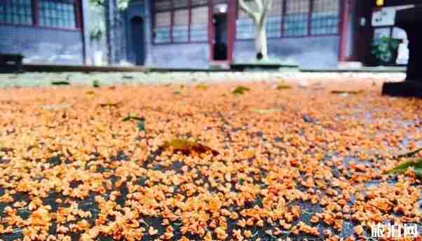 成都温江周边赏花地点推荐2018