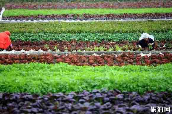 2018国庆四川彭州有哪些活动