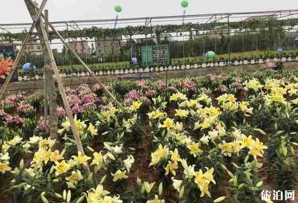 广州种业小镇要门票吗 广州种业小镇门票多少钱