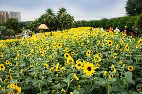 2018四川在哪可以看向日葵 2018四川在哪可以看向日葵