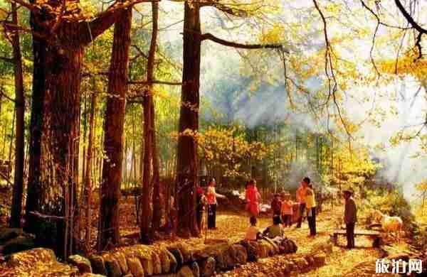 十里古银杏长廊在哪里+景色介绍