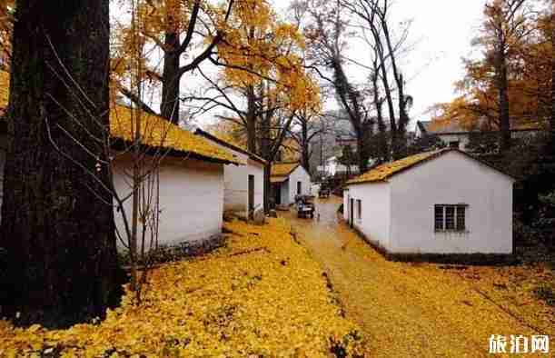 十里古银杏长廊在哪里+景色介绍